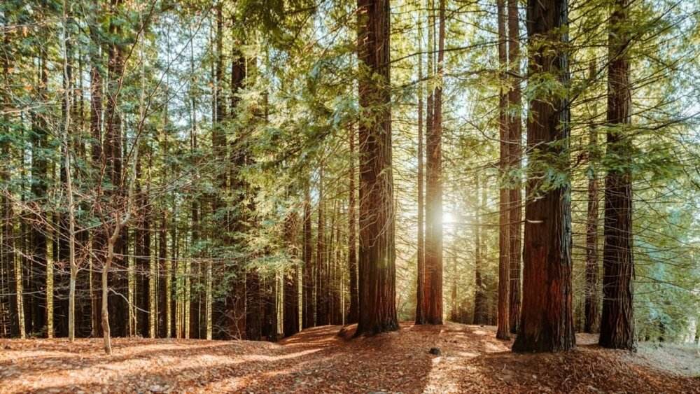 Arbor Day Foundation - Sean Woolsey Studio