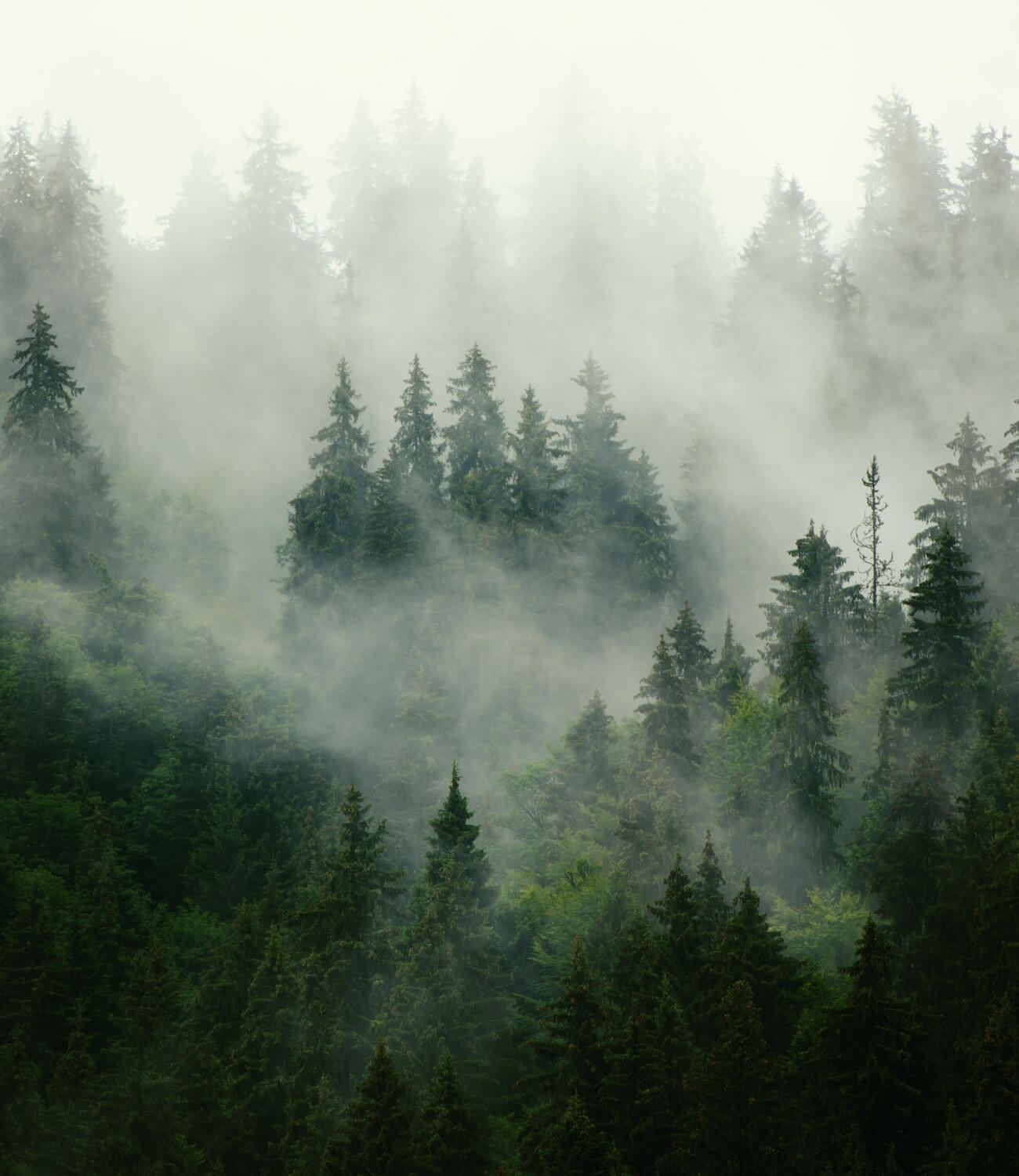 Imagery green Plants