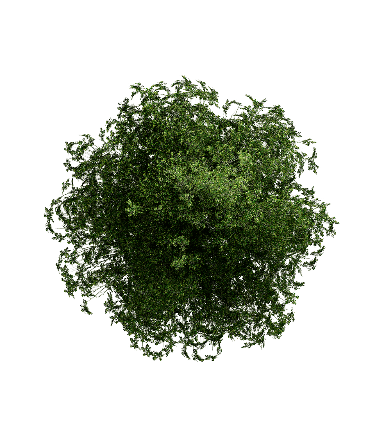 Plant trees