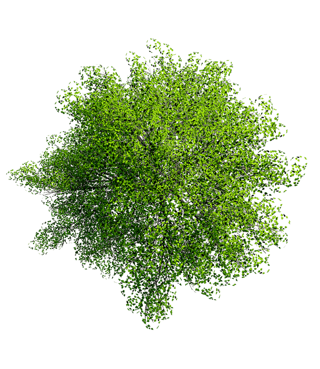 Plant trees