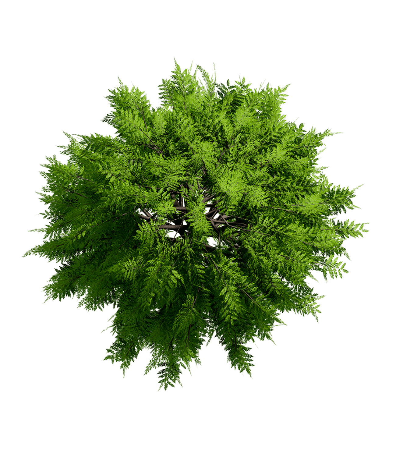 Plant trees